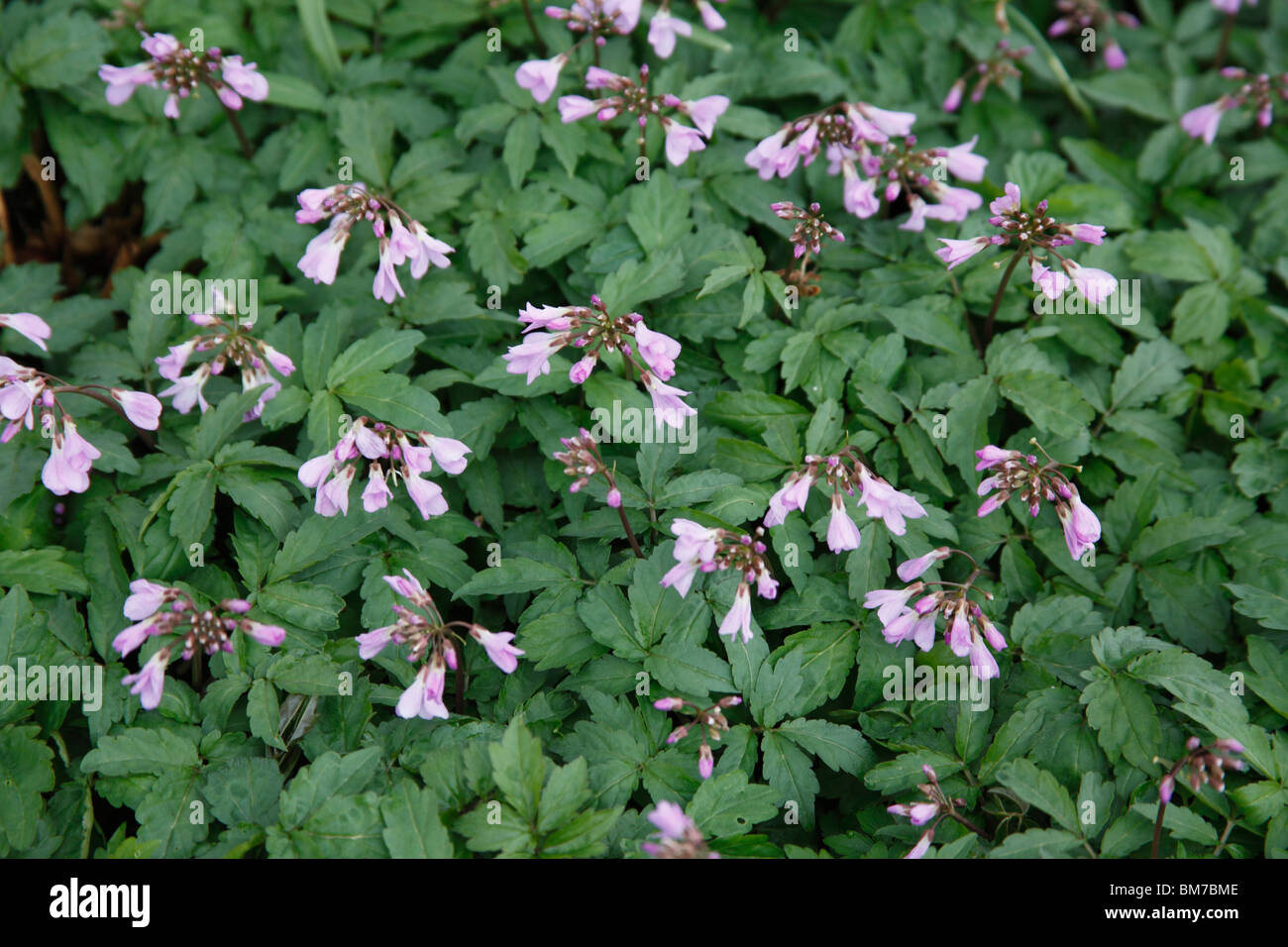 Cardamine quinquifolia en fleurs plantes Banque D'Images