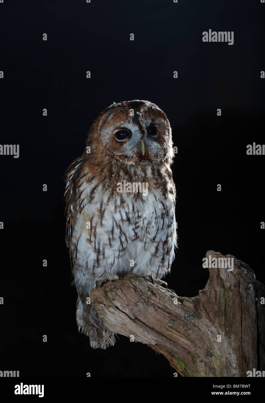 Tawny owl (Strix Aluco enr) perching on stump Banque D'Images