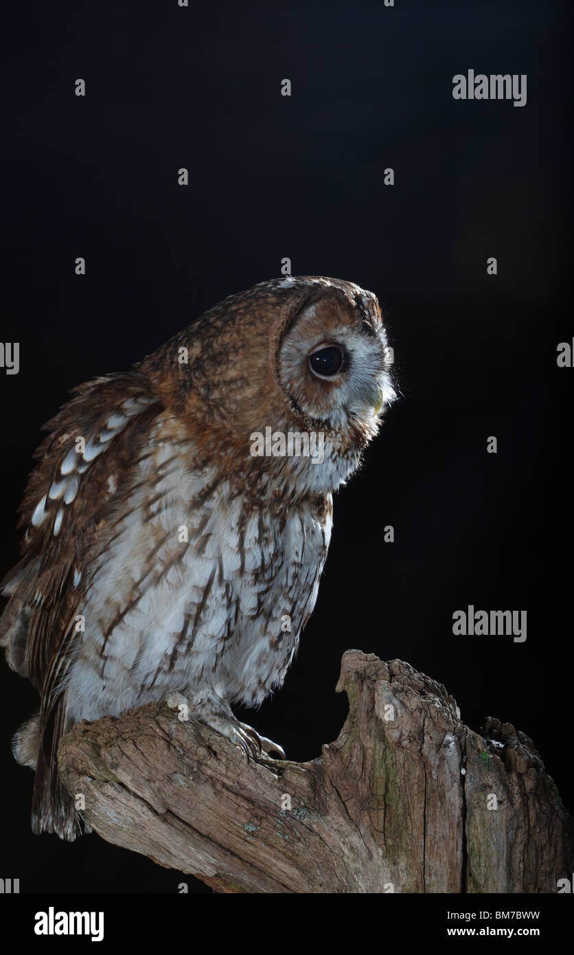 Tawny owl (Strix Aluco enr) perching on stump appelant Banque D'Images