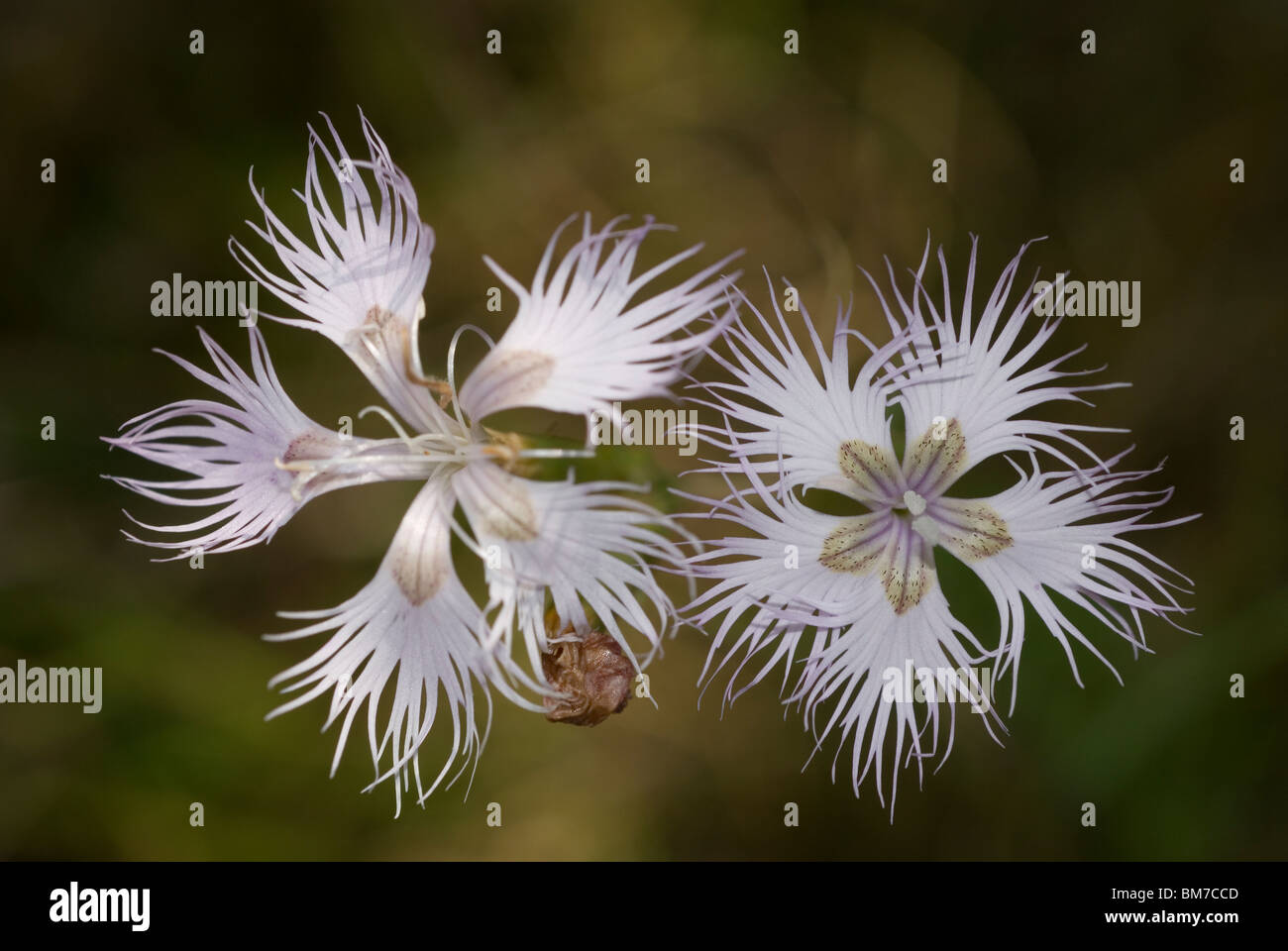 Dianthus hyssopifolius flower Banque D'Images