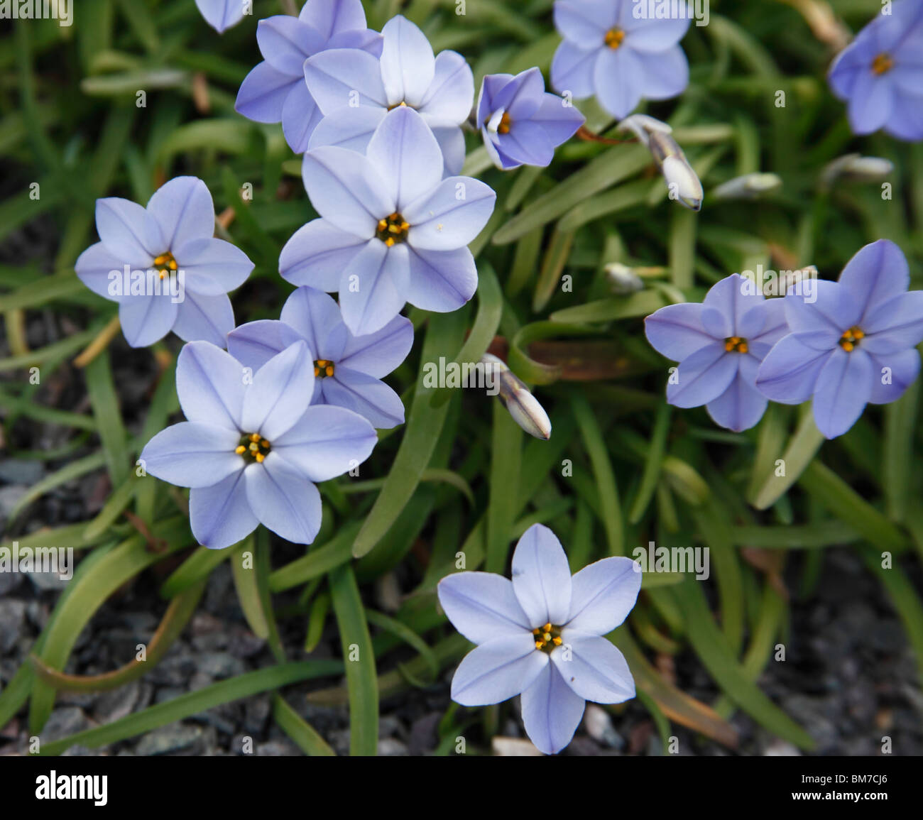 Ipheion uniflorum Rolf Fiedler close up of flowers Banque D'Images