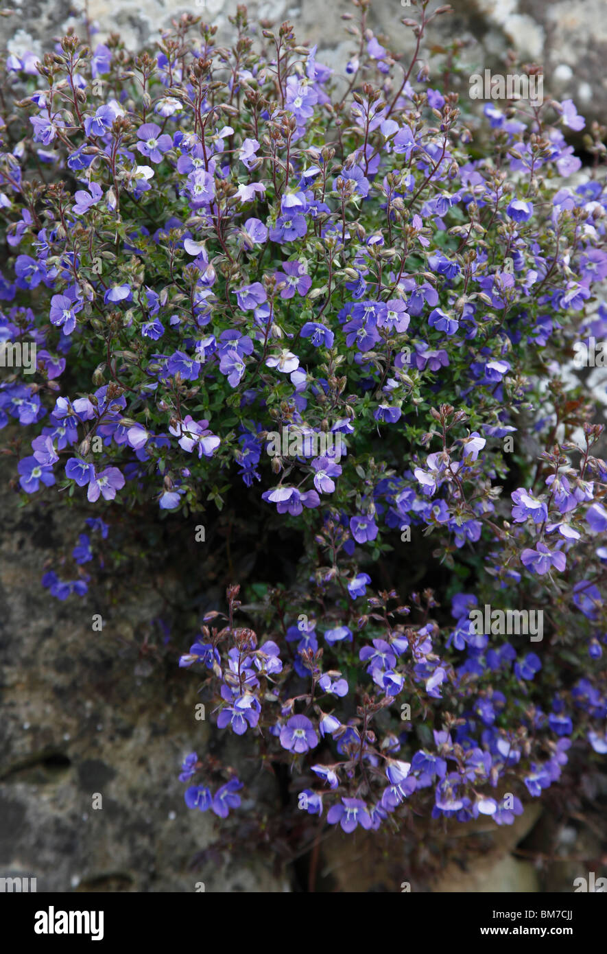 Veronica peduncularis Georgia blue plante en fleur Banque D'Images