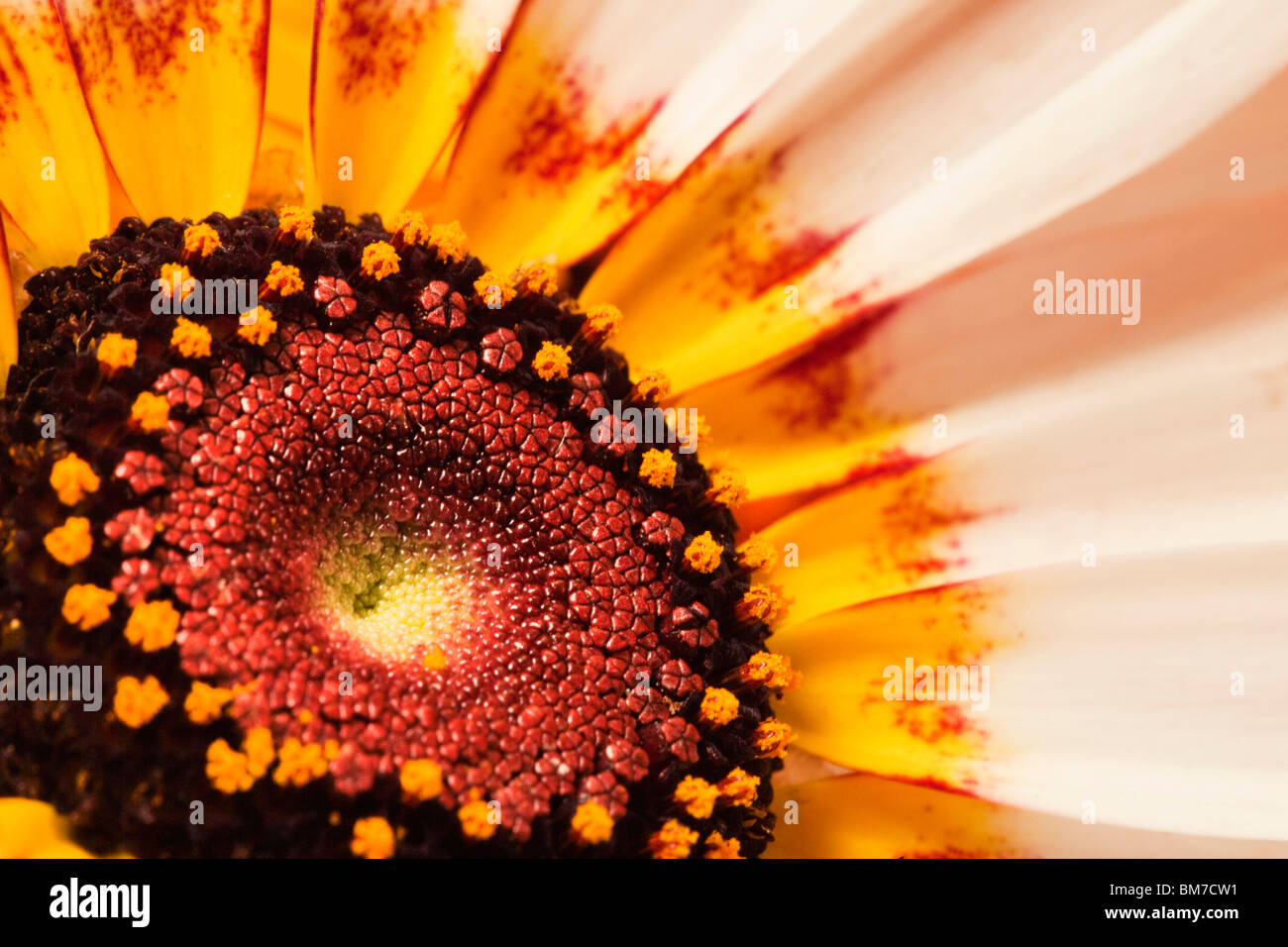 Détail d'une fleur daisy rayé Banque D'Images