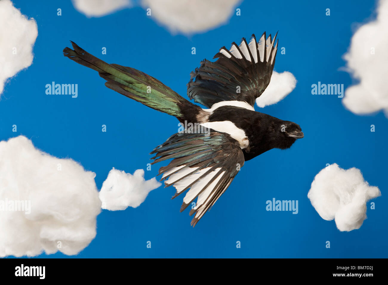 Un oiseau empaillé voler dans un faux ciel Banque D'Images