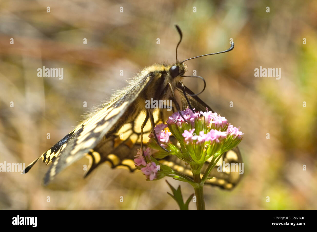 Papillon machaon (Papilio machaon) annuel sur la Valériane (Centranthus calcitrapae) Banque D'Images