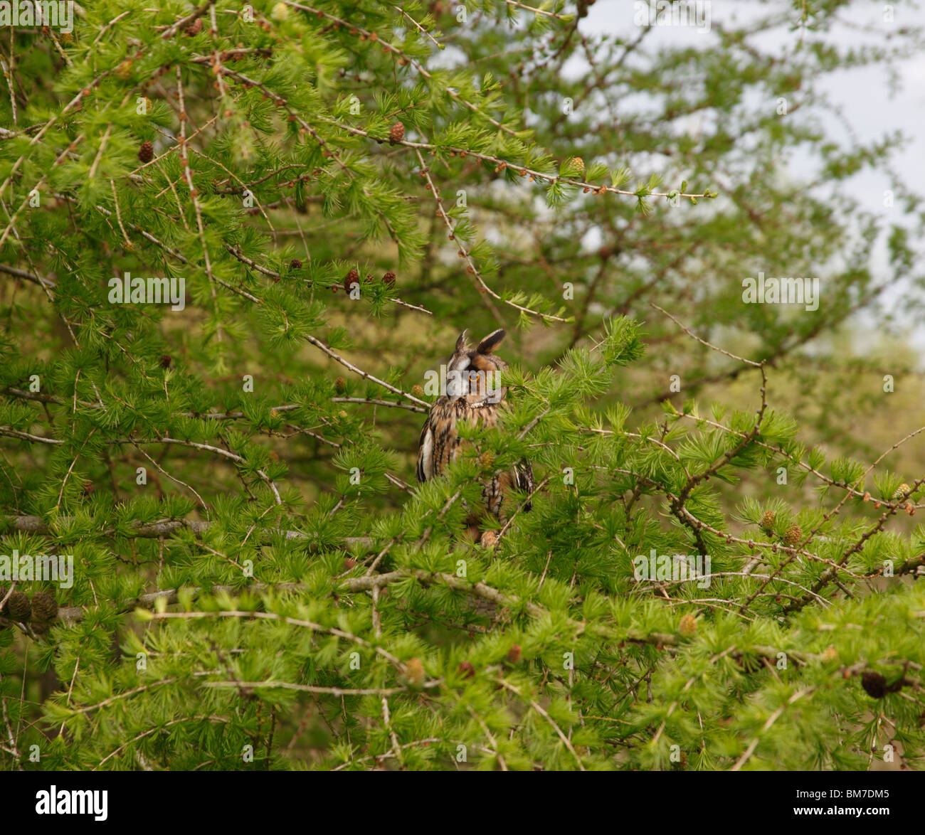 Hibou moyen long(Asio otus) perching en mélèze Banque D'Images