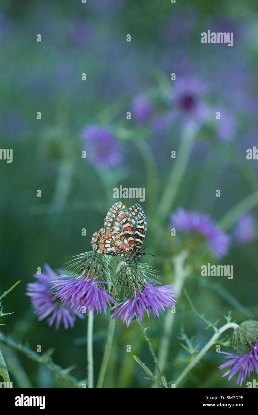 Festoon espagnol (Zerynthia rumina papillon) sur chardon Méditerranéen (Galactites tomentosa) Banque D'Images