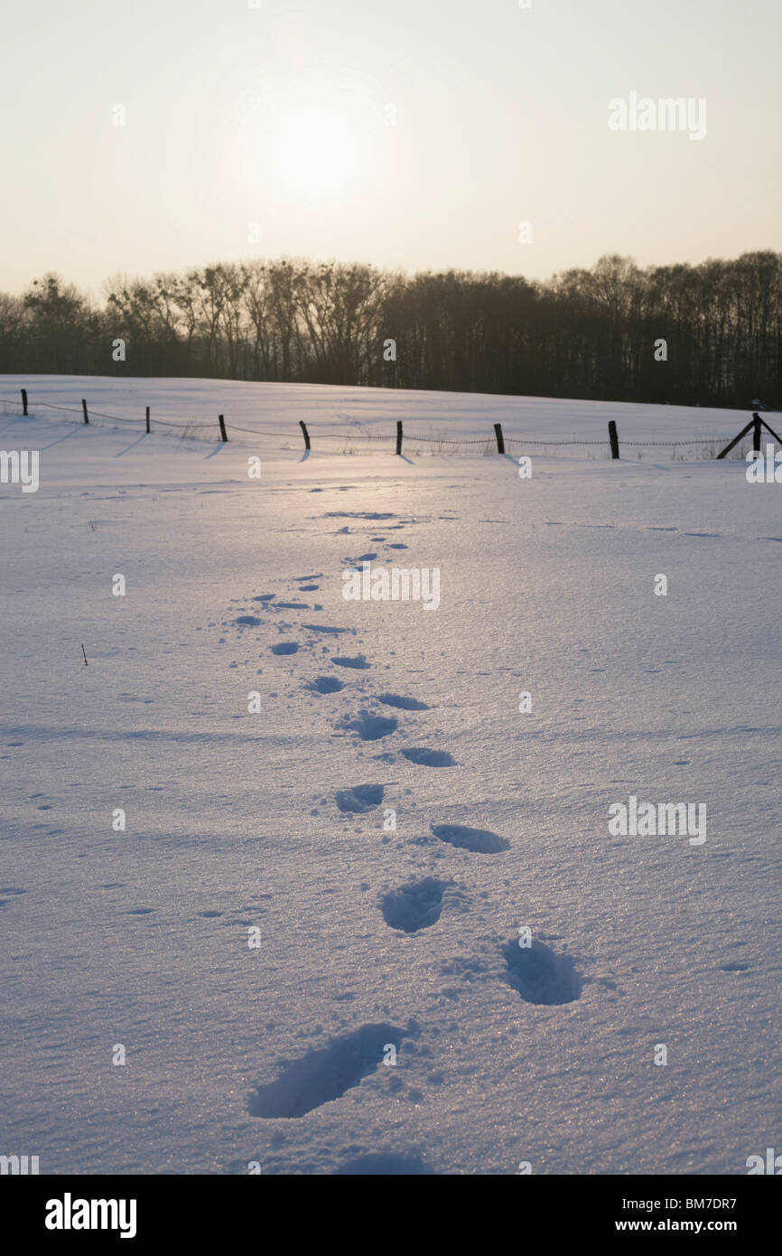 Des traces de pas dans la neige Banque D'Images