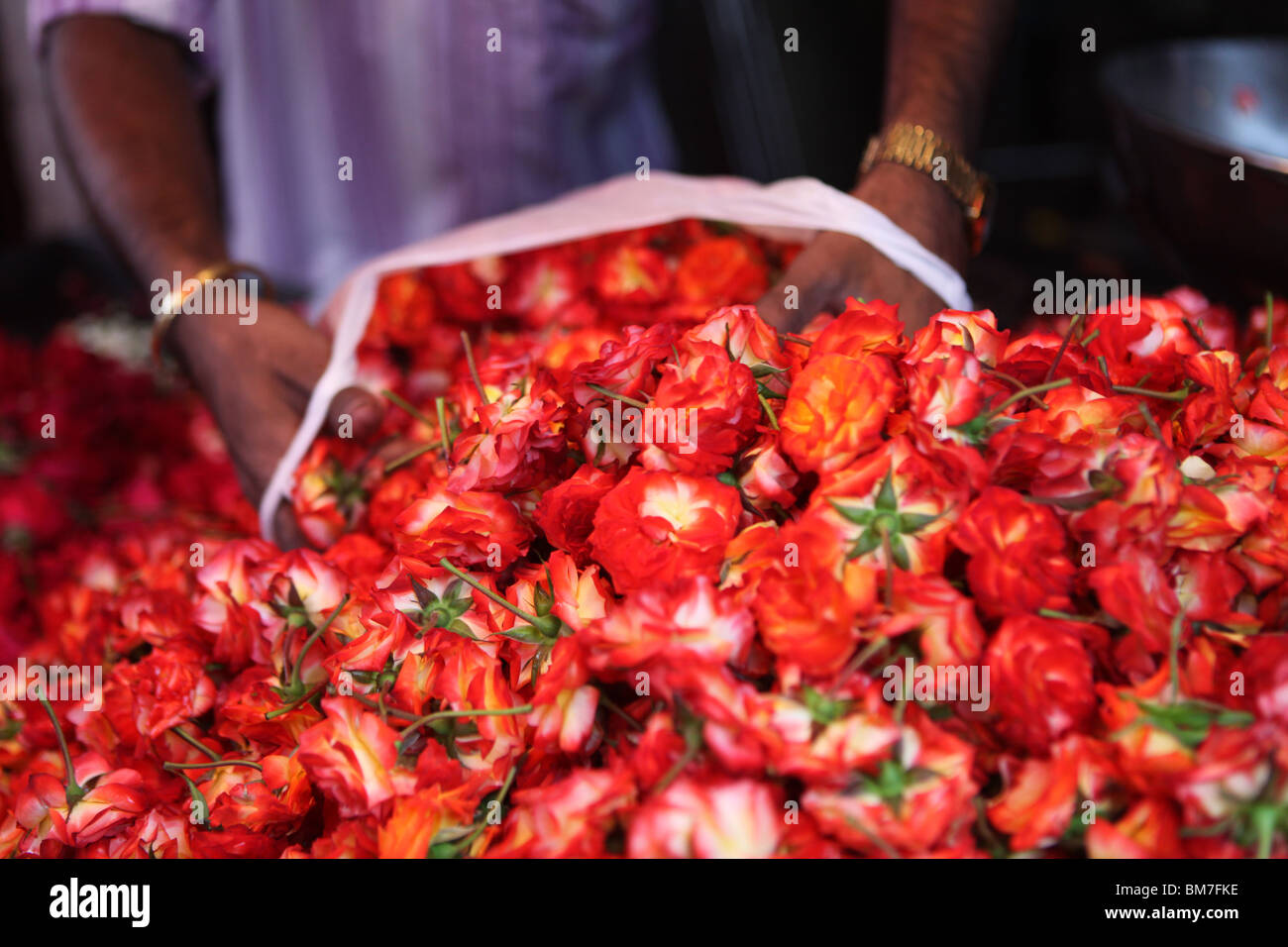 Fleurs rouge à vendre à Devaraja market à Mysore, Karnataka, Inde. Banque D'Images