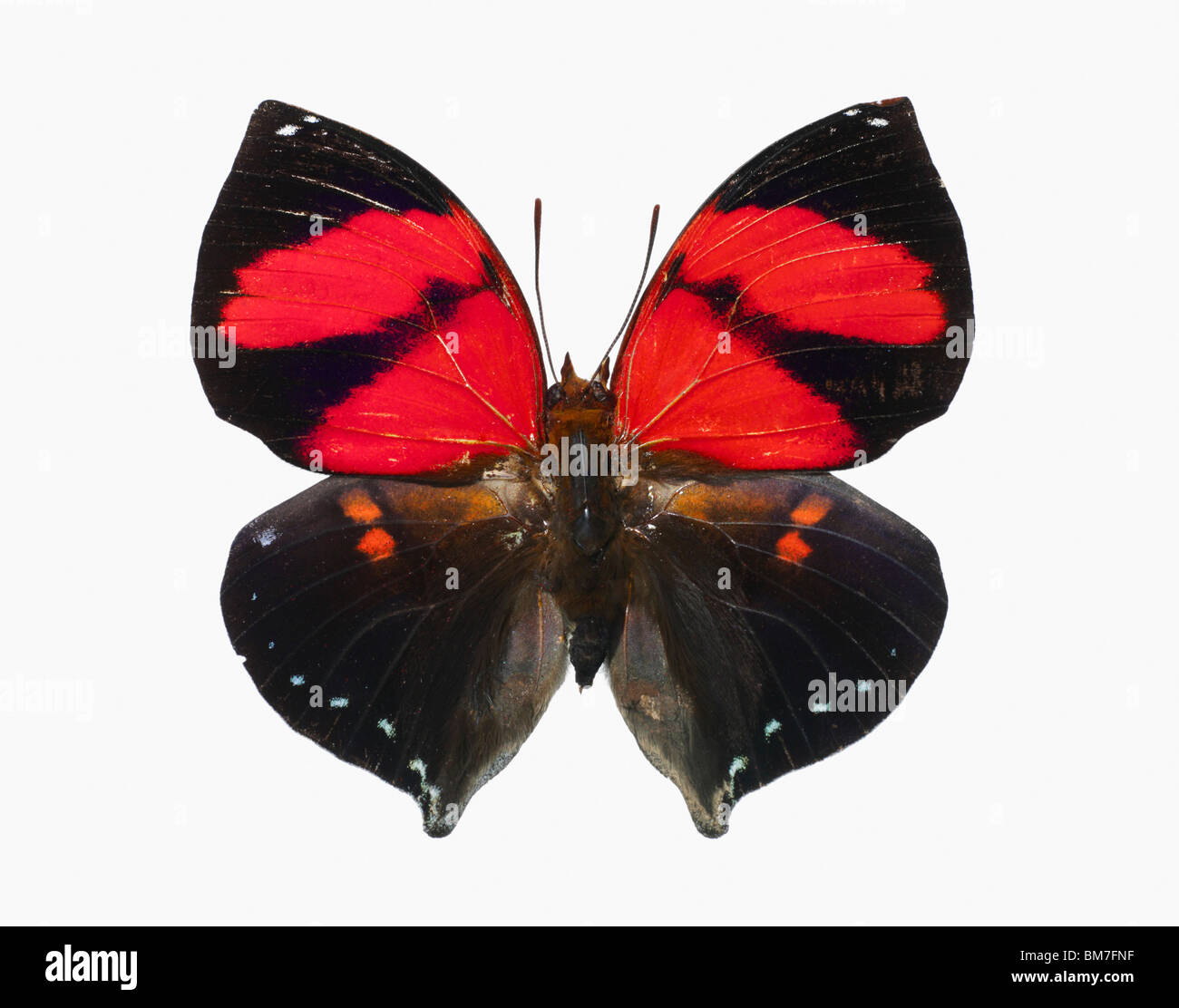Un papillon noir avec marquage rouge Banque D'Images