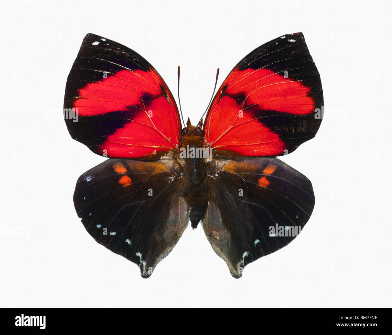 Papillon rouge et noir Banque de photographies et d’images à haute — free download