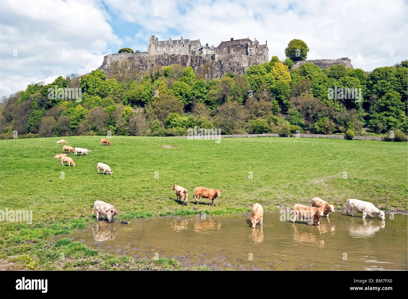 Château de Stirling en Écosse vue d'ouest avec des vaches baignade et profiter de la belle saison Banque D'Images