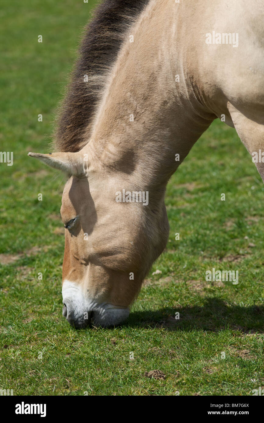 Un cheval de Przewalski à partir de la Banque asiatique de steppes. Banque D'Images