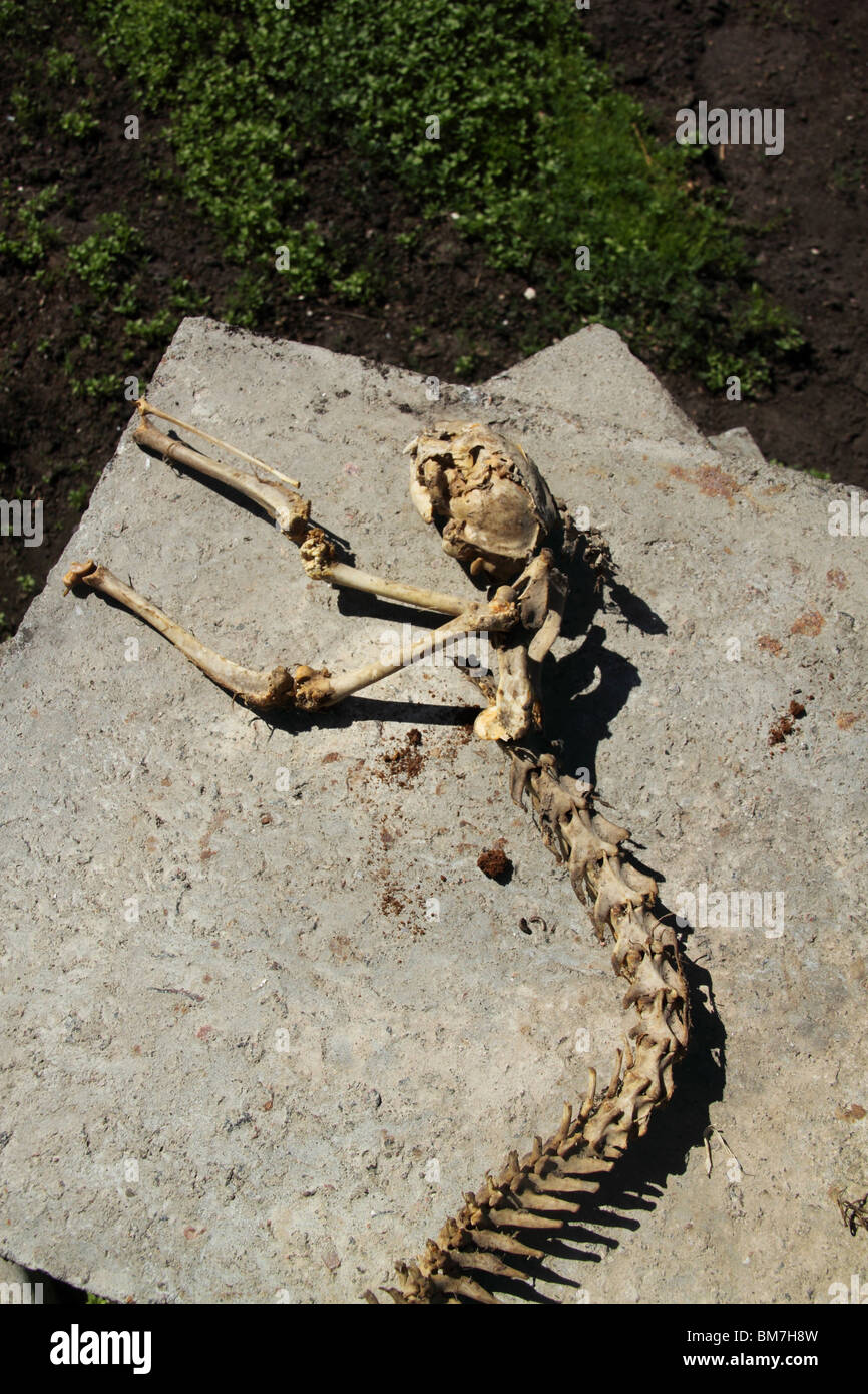 Squelette de chat Banque D'Images