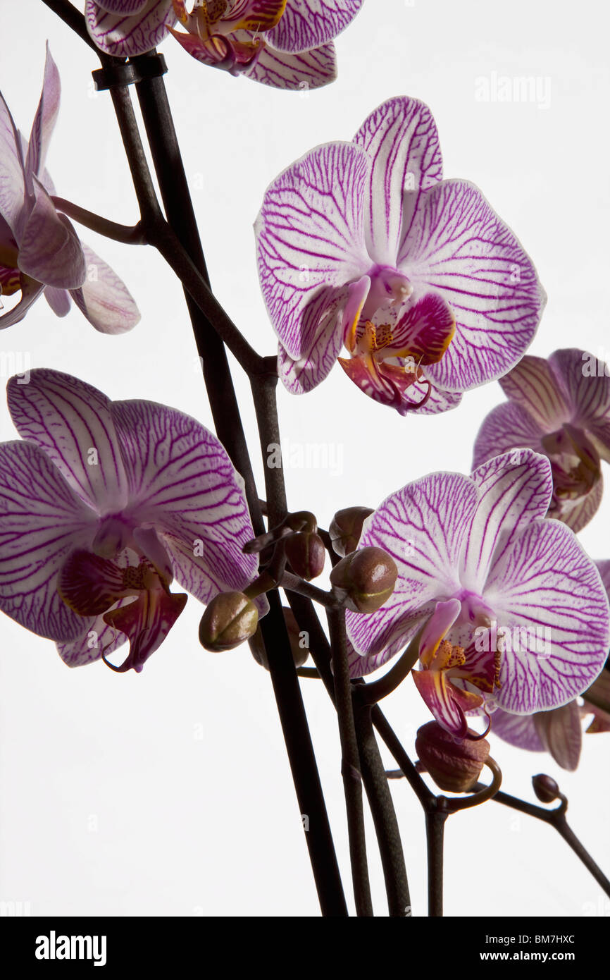 Orchidée papillon (Phalaenopsis hybride, spp.) Banque D'Images