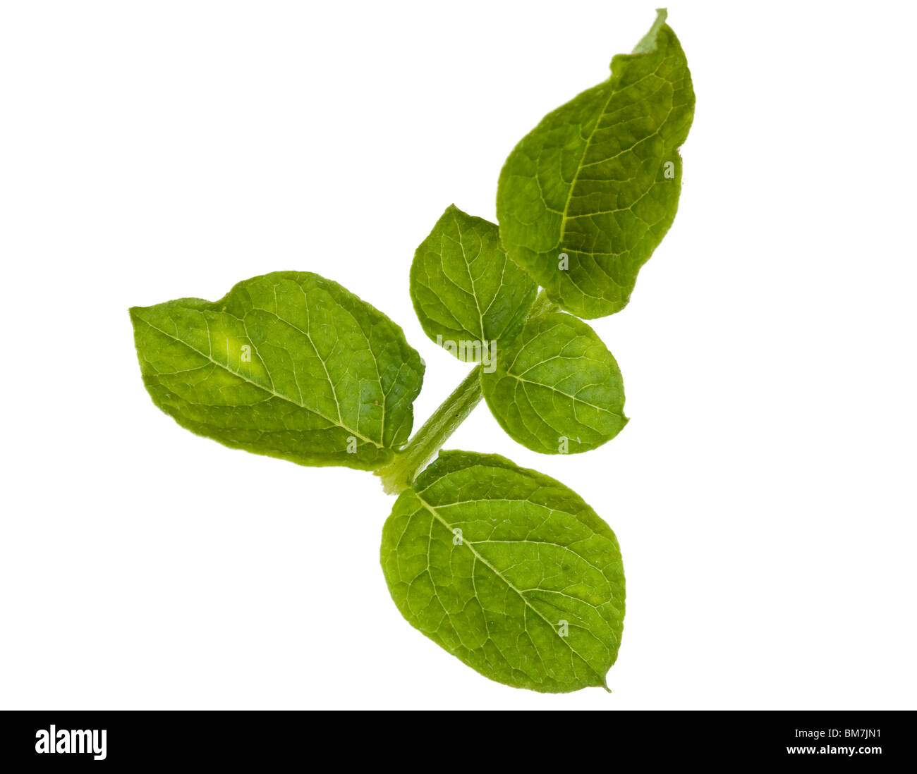 Feuille de pomme de terre Banque D'Images
