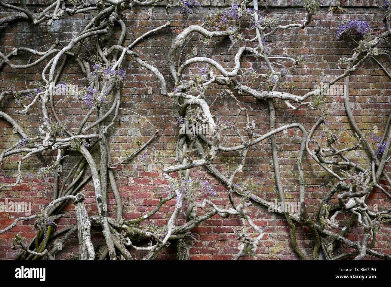 Wisteria sinensis (Glycine de Chine) poussant sur un mur de briques. Banque D'Images