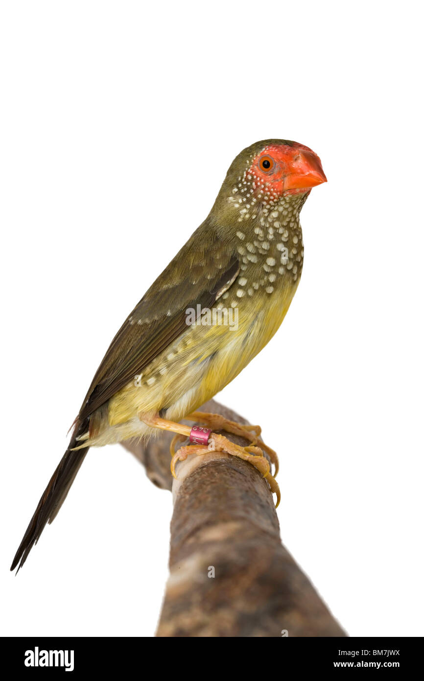 Star Finch Banque D'Images