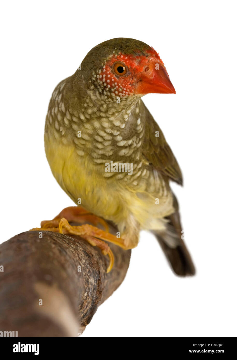 Star Finch Banque D'Images