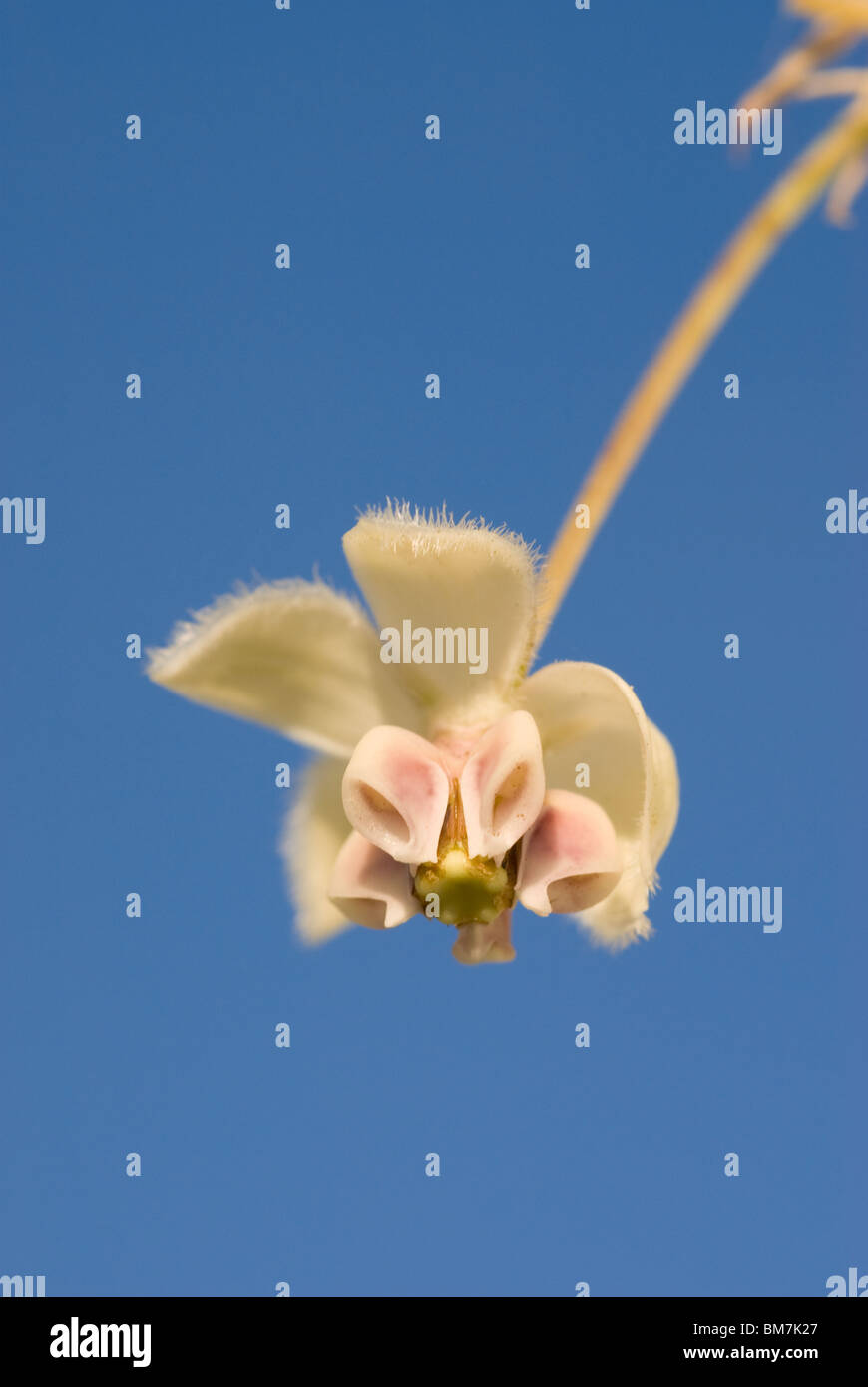 Plante Asclepias physocarpa Swan Nouvelle Zélande Banque D'Images