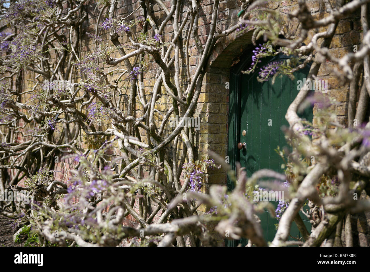 Wisteria sinensis (bisteria chinois) poussant sur un mur de briques, autour d'une porte verte fermée. Banque D'Images
