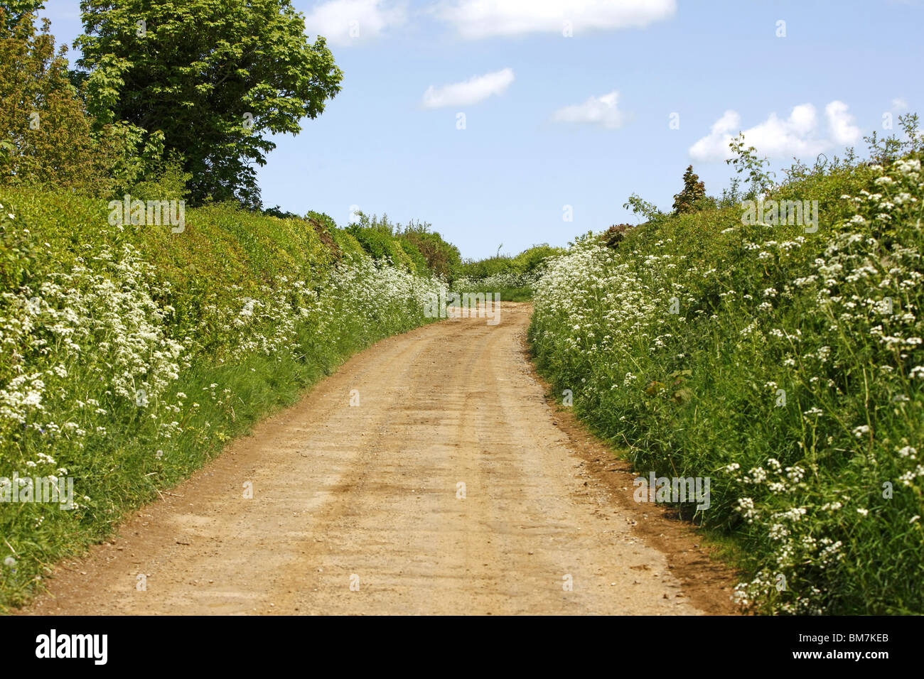 Un chemin de campagne dans le Dorset avec des haies et des surfaces des routes boueuses Banque D'Images