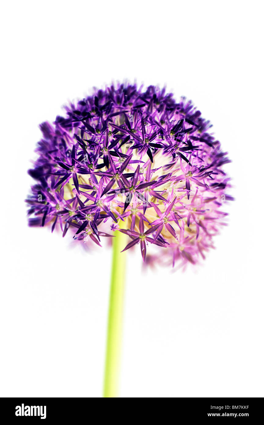 Allium 'globemaster' Fleur, couleur numérique sur fond blanc. Banque D'Images