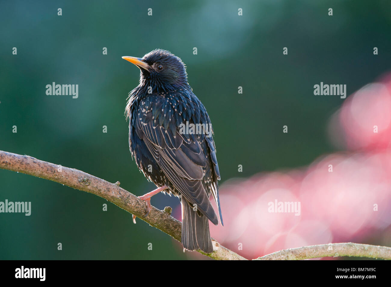 Sturnus vulgaris. Starling sur une branche d'arbre Banque D'Images