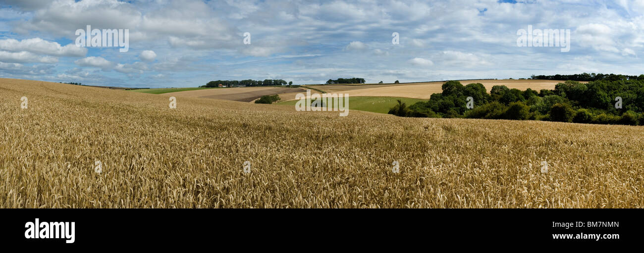East Yorkshire Wolds paysage panoramique montrant champ de maïs. Banque D'Images