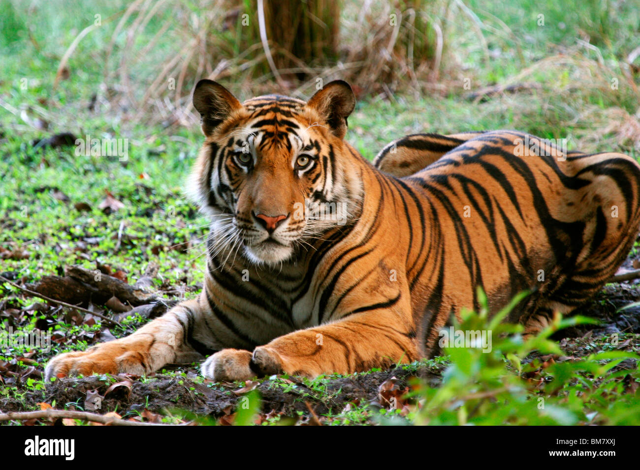 Le Royal tigre du Bengale (Panthera tigris tigris), Bandhavgarh National Park, le Madhya Pradesh, Inde, Asie Banque D'Images