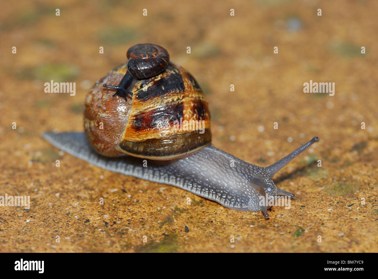 Bebe Escargot Banque D Image Et Photos Alamy