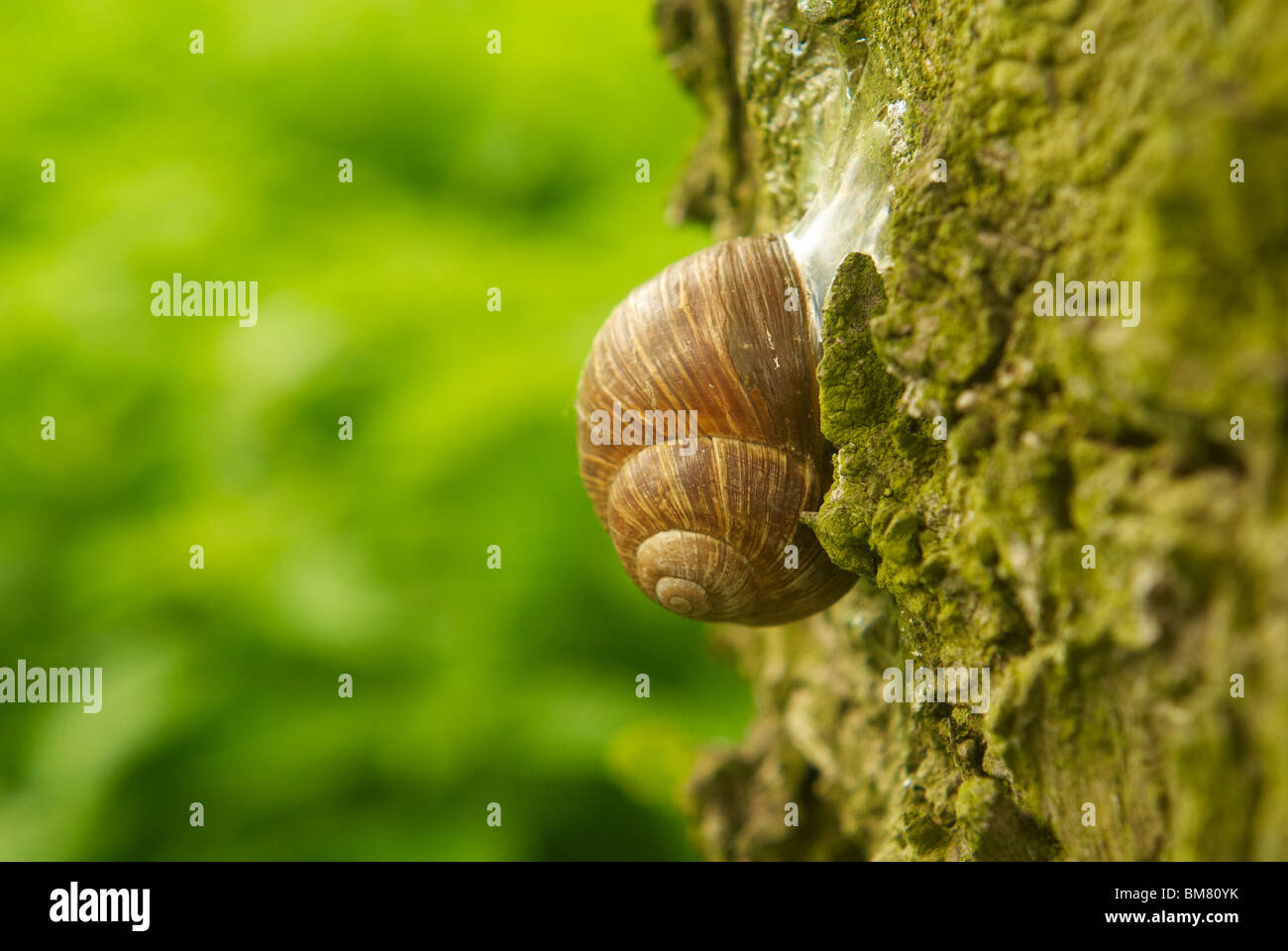 Snail on tree trunk Banque D'Images