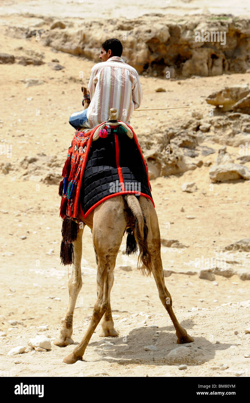 Chameau têtu avec un jockey de chameau égyptien fou,pyramides de Gizeh, Nécropole de Gizeh bordant ce qui est aujourd'hui El Giza, Cairo, Égypte Banque D'Images