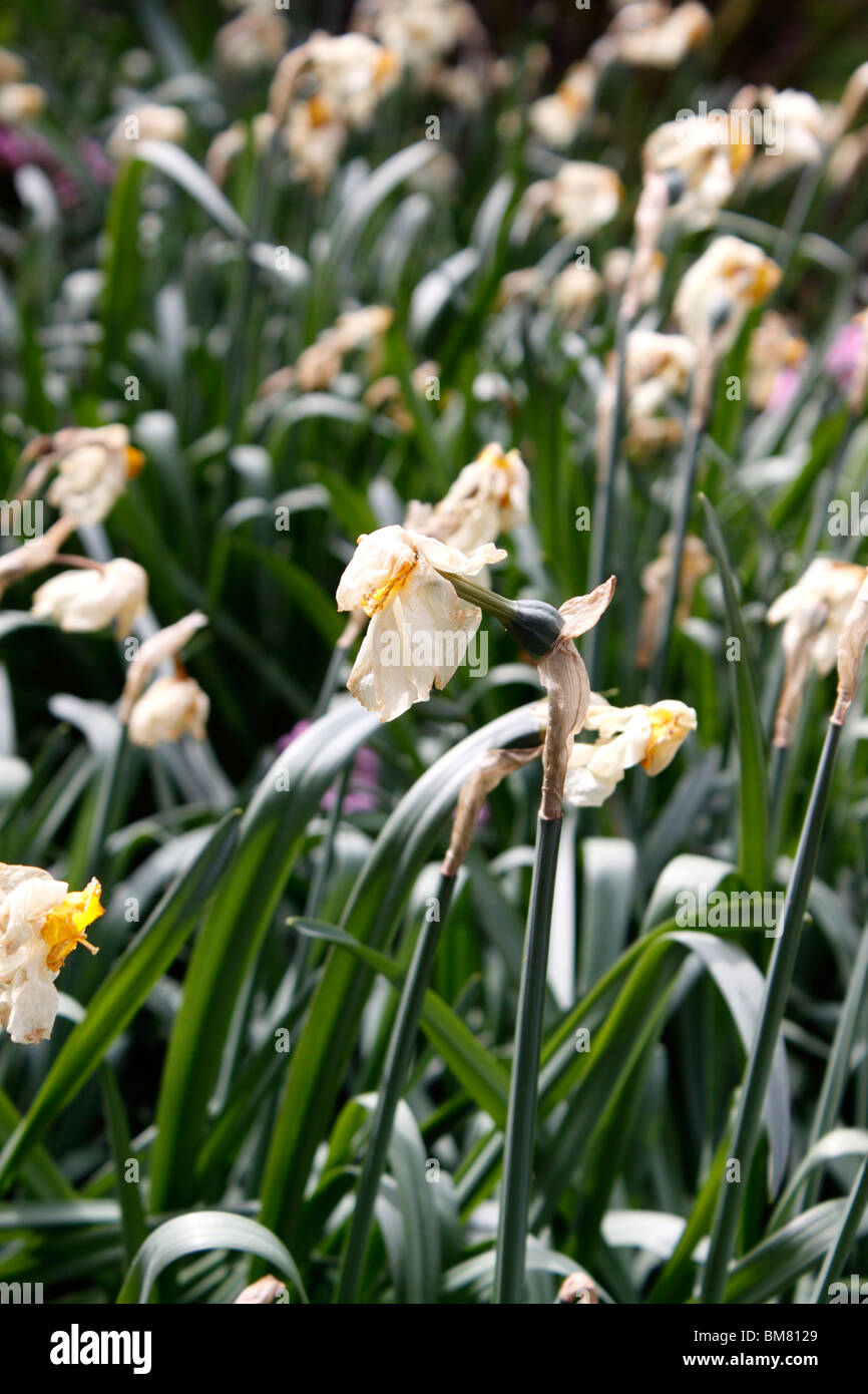 Narcisse À LA FIN DU PRINTEMPS dans l'ATTENTE DE LA POSITION POINT MORT. Banque D'Images