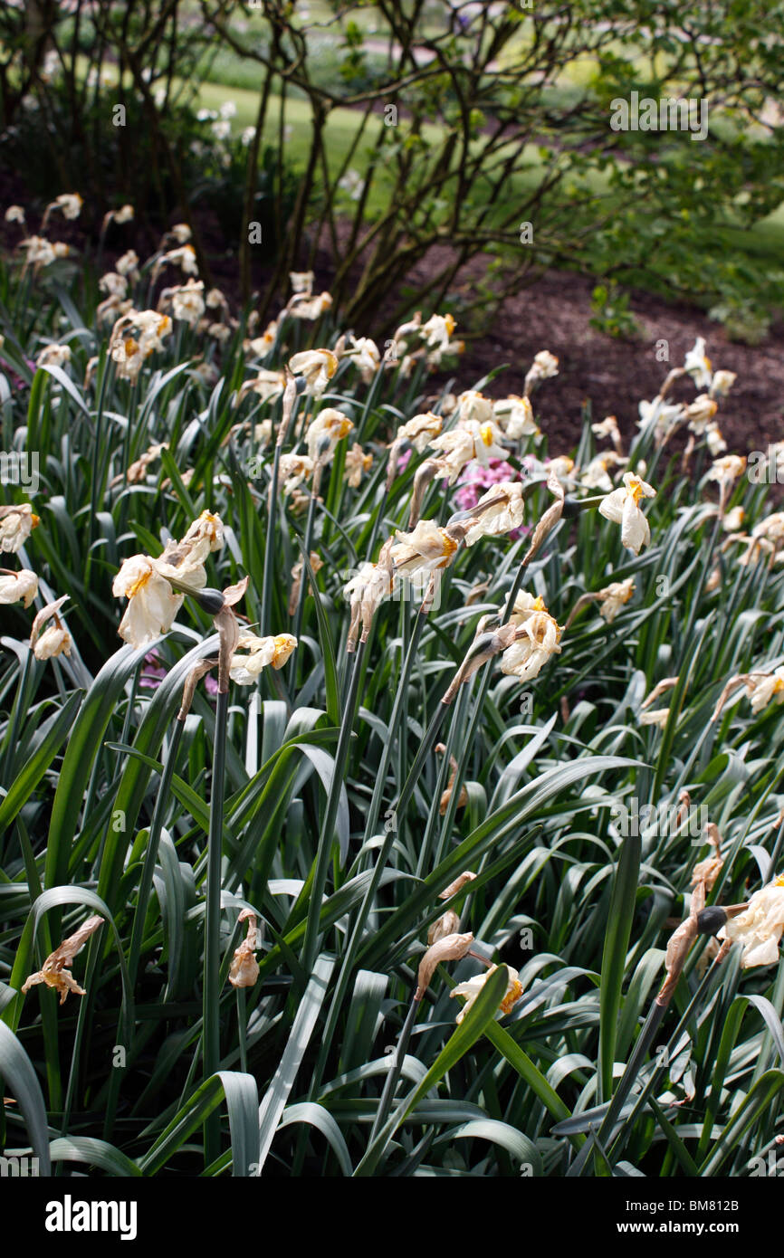 Narcisse À LA FIN DU PRINTEMPS dans l'ATTENTE DE LA POSITION POINT MORT. Banque D'Images