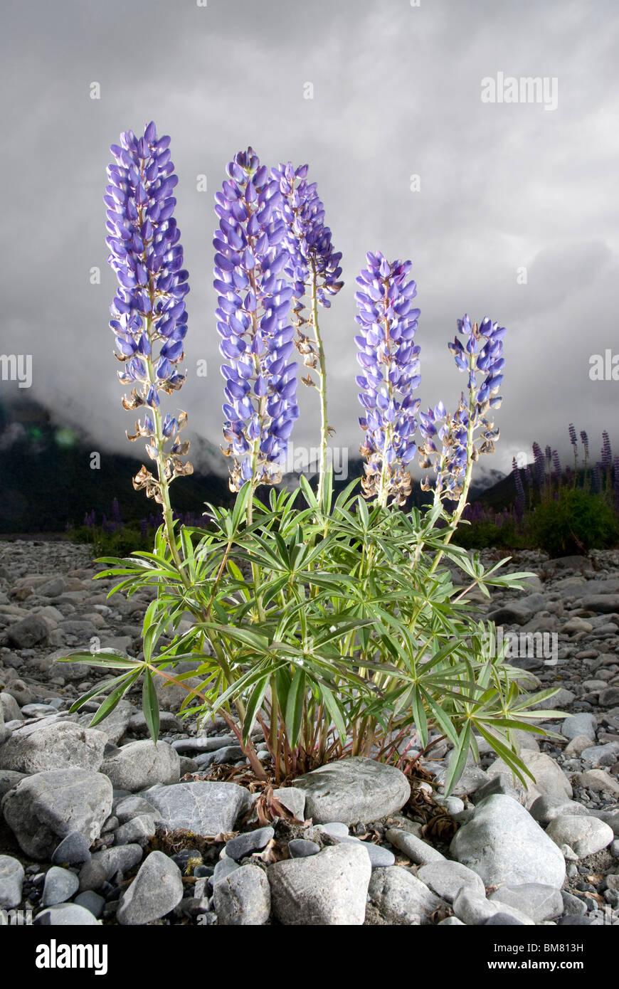 Lupin Lupinus polyphyllus Russell ou Lupin, Nouvelle-Zélande Banque D'Images