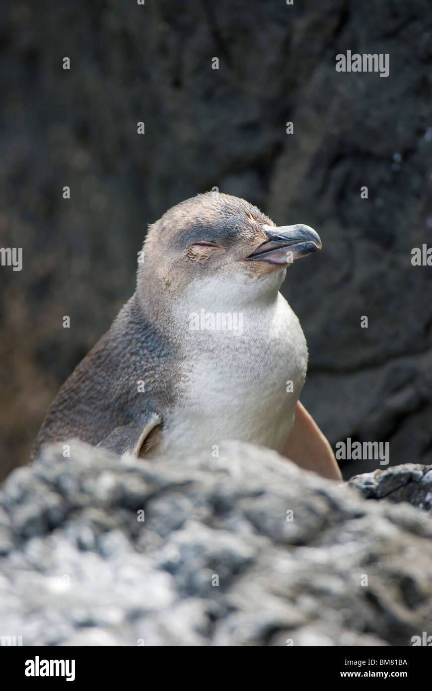 Peu Eudyptula albosignata albosignata Pingouin Bleu dormir, Nouvelle-Zélande Banque D'Images