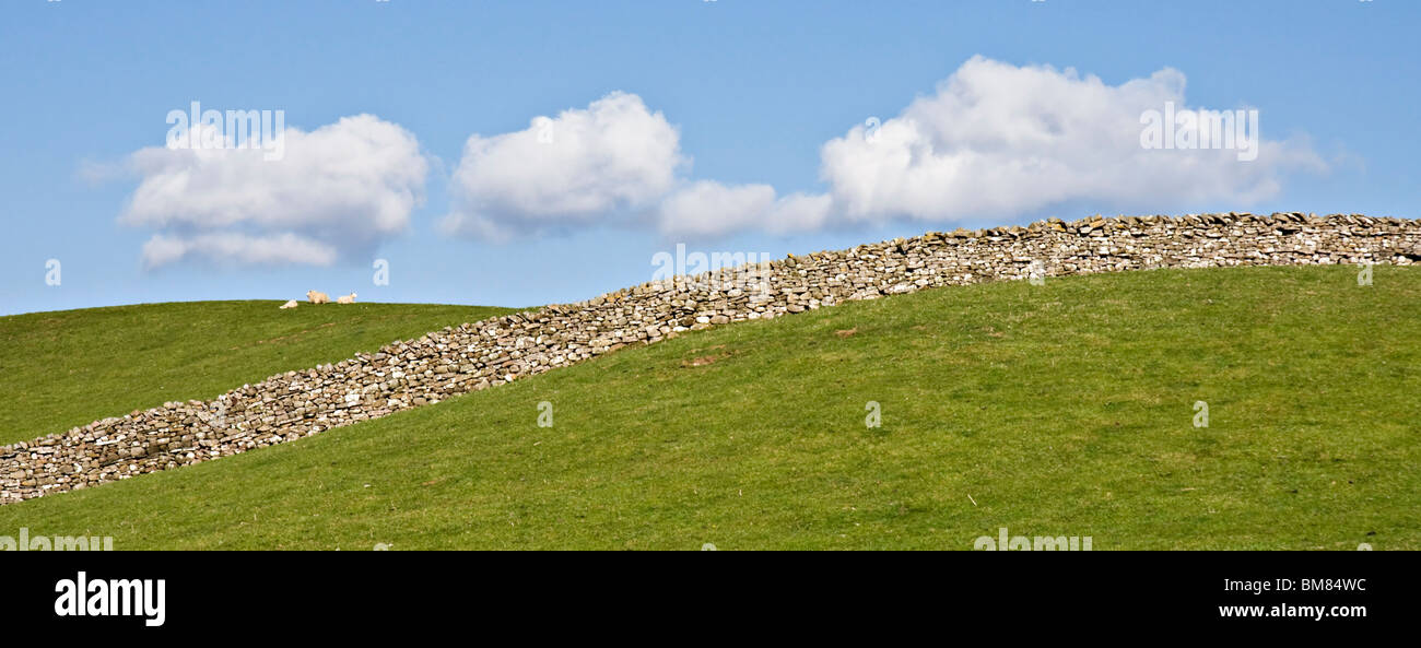 Les terres agricoles dans le Yorkshire Dales montrant un mur en pierre sèche et trois moutons. Cumulous nuages. Banque D'Images