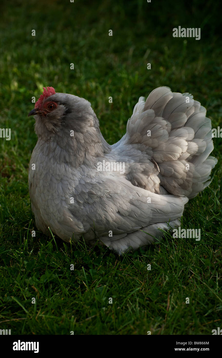 Un gris clair Pekin Bantam chicken assis sur une pelouse verte. Banque D'Images