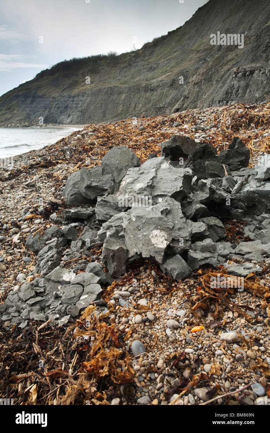 Les fossiles d'ammonites au sein de l'argile à Kimmeridge Chapmans extérieure dans le Dorset, UK Banque D'Images