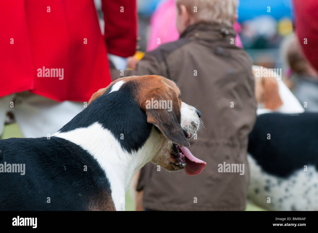 L'Essex et le Suffolk Hunt fox hound dans le ring de la south Suffolk Show Banque D'Images