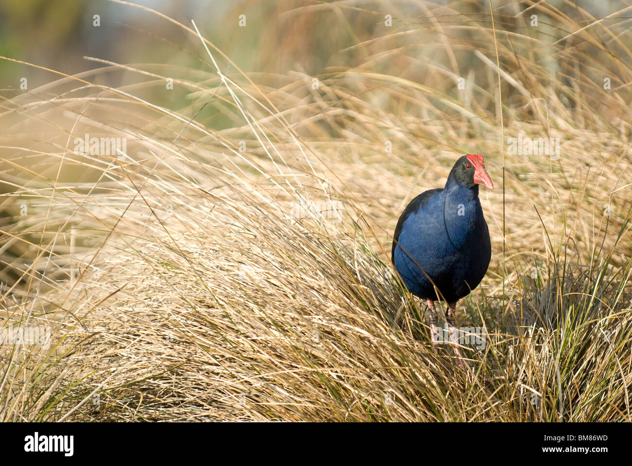 Pukeko Porphyrio porphyrio melanotus Nouvelle-zélande Banque D'Images