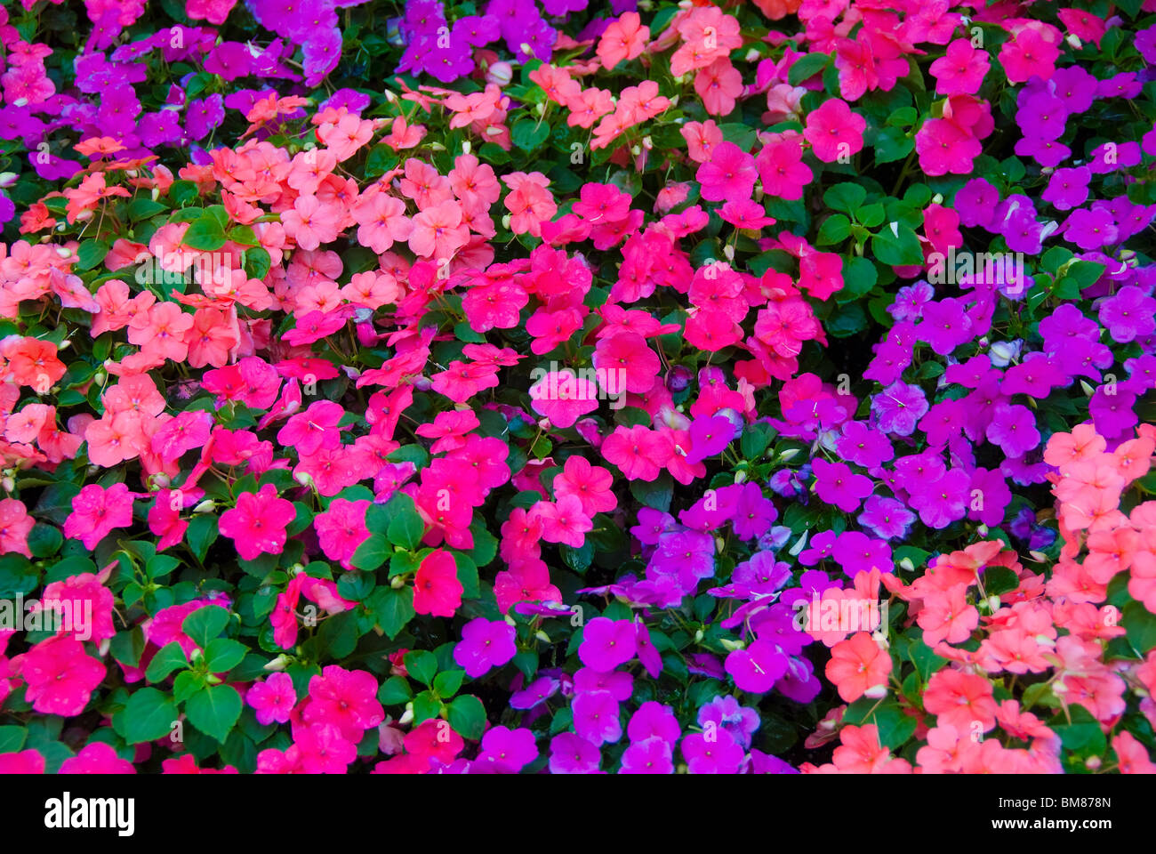 Impatiens fleurs dans des jardinières de trottoir sur le boulevard Las Olas en centre-ville de Fort Lauderdale, Floride, USA Banque D'Images