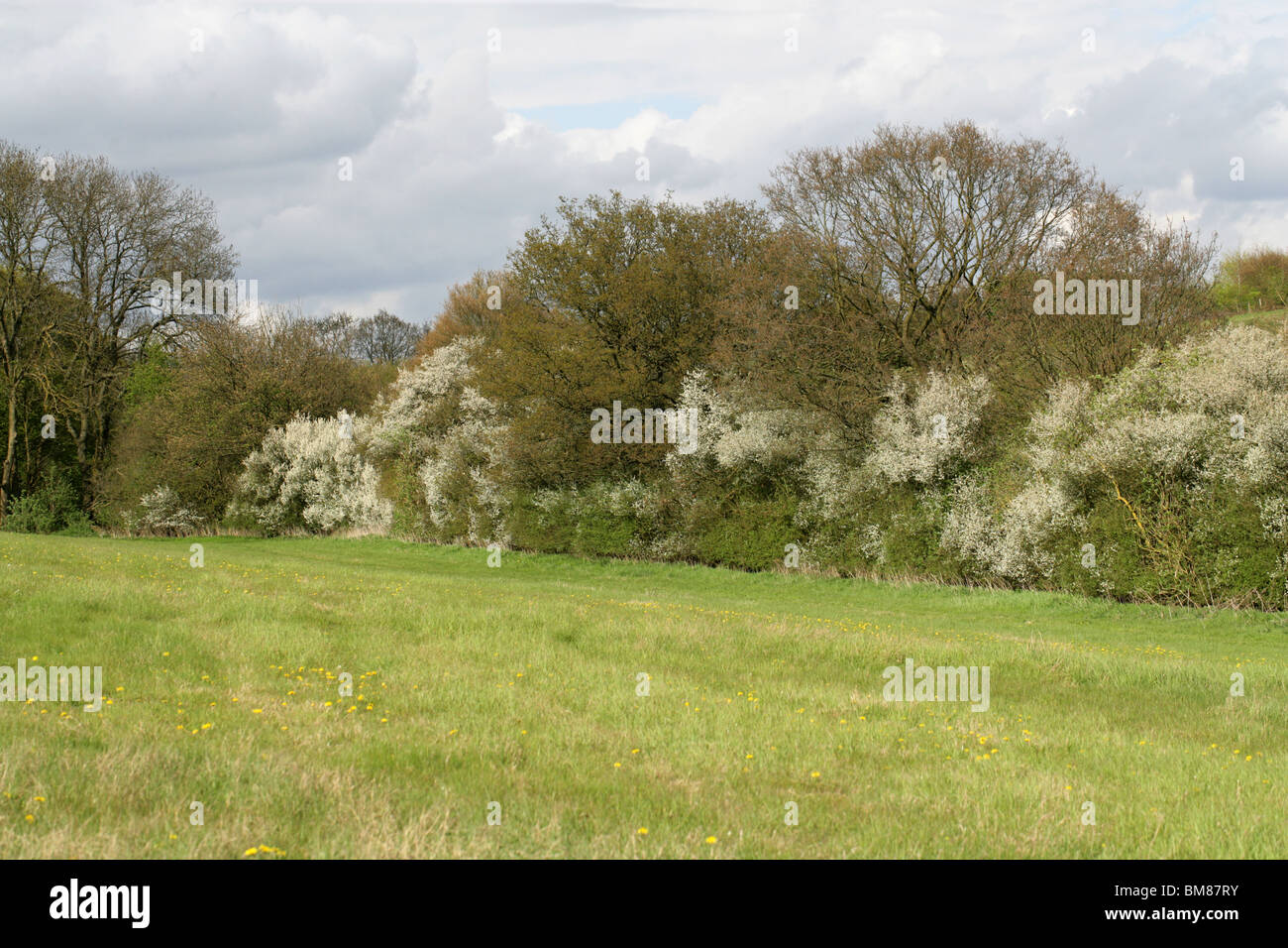 Haie de printemps en avril avec Prunellier Blossom, Hertfordshire, Royaume-Uni Banque D'Images