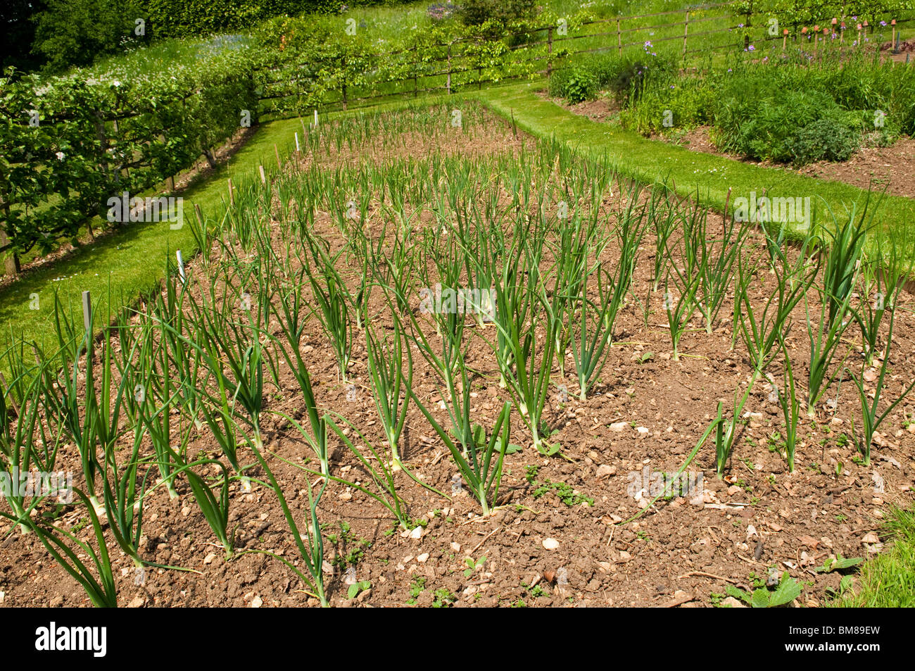 Lit mixte d'oignons, d'ail et d'échalotes croissant dans un lit en pente les jardins de cuisine au jardin de rococo de Painswick dans les Cotswolds au printemps Banque D'Images