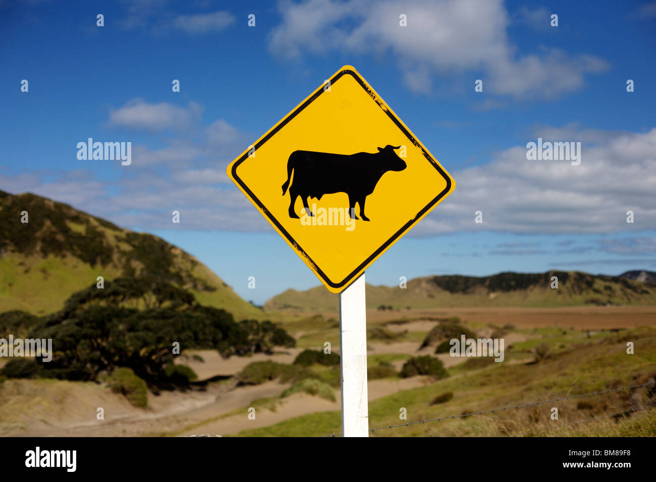 Roadsign attention des bovins dans la route Banque D'Images