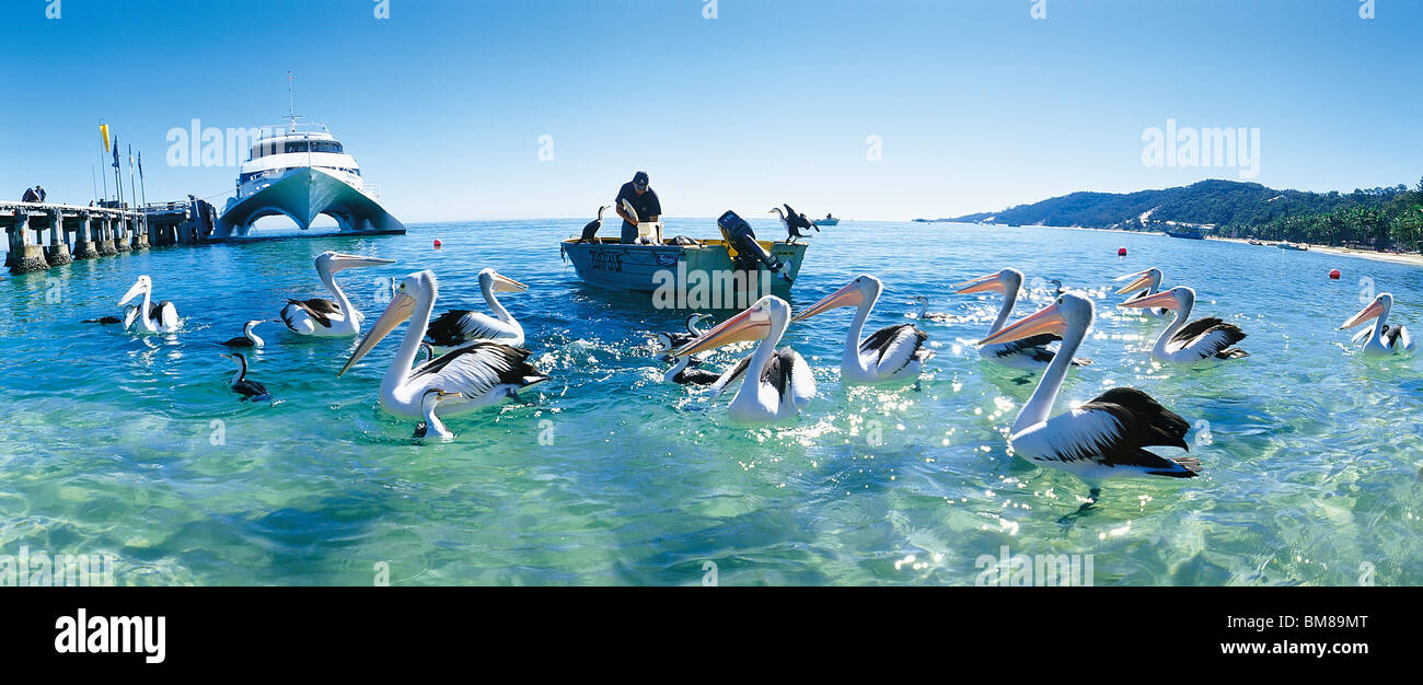 Les pélicans nourris à Tangalooma Resort Moreton Island Moreton Bay Queensland Australie Banque D'Images