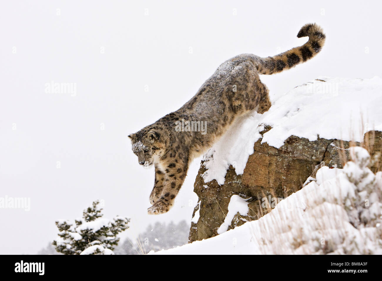 Snow Leopard Uncia uncia Banque D'Images