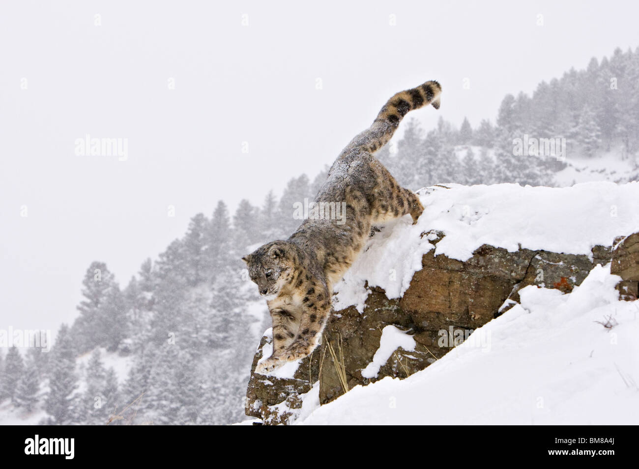 Snow Leopard Uncia uncia Banque D'Images