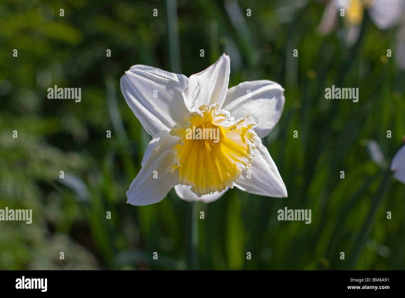 Fleur jonquille jonquilles tête sur pétales blancs St David's day Galles  JONQUILLE Narcissus jonquille 104673 Horizontal gallois Photo Stock - Alamy